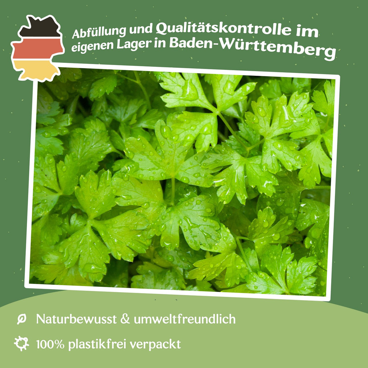 MHD 06/26 Petersilie Italian Giant Samen, Petroselinum crispum