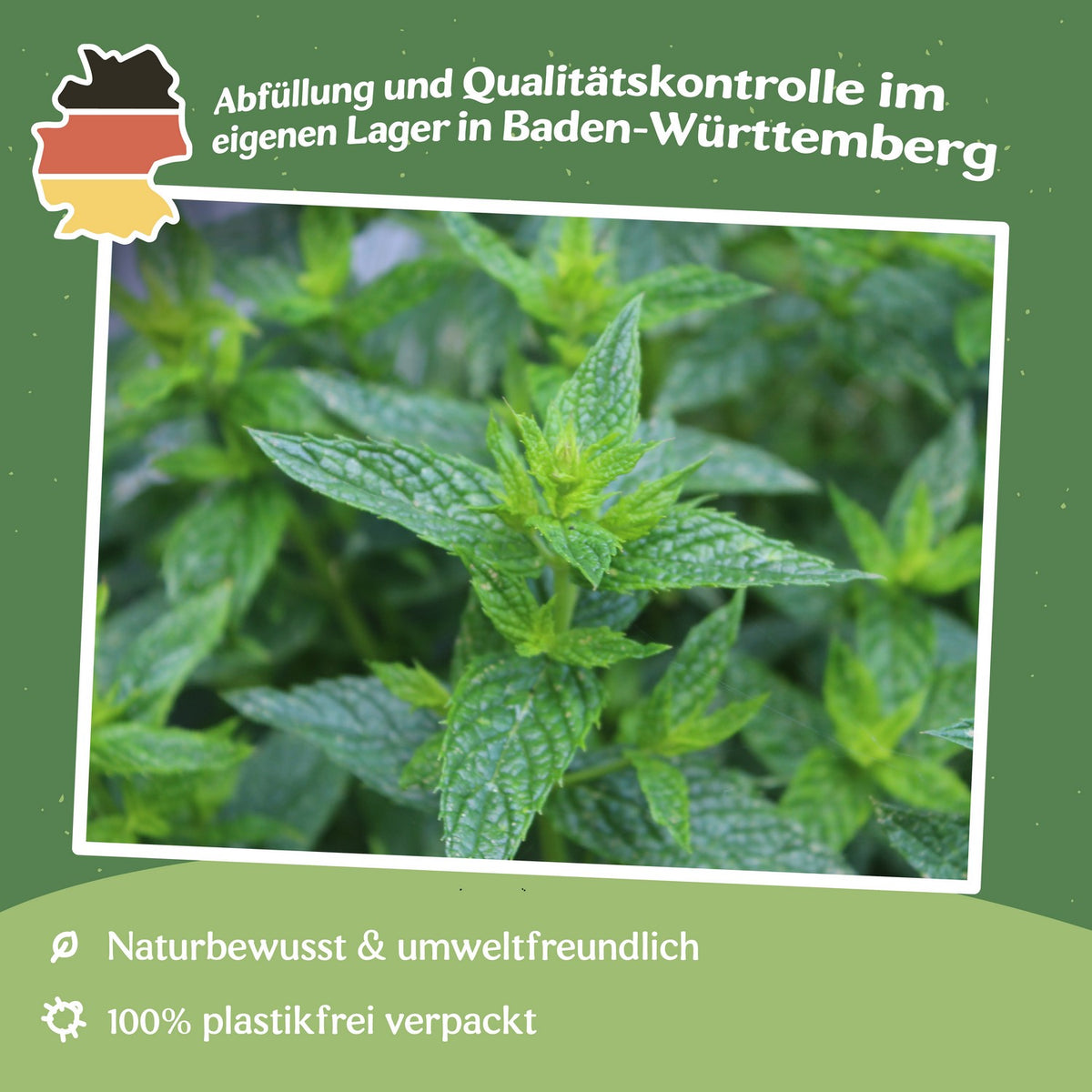 Pfefferminze Samen, Mentha piperita