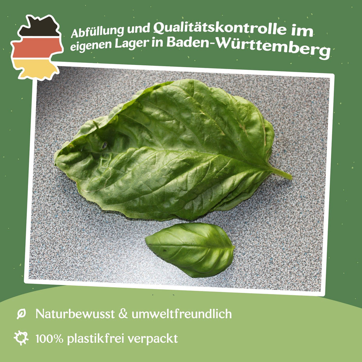 Riesenbasilikum Lettuce leaved Samen, Ocimum basilicum
