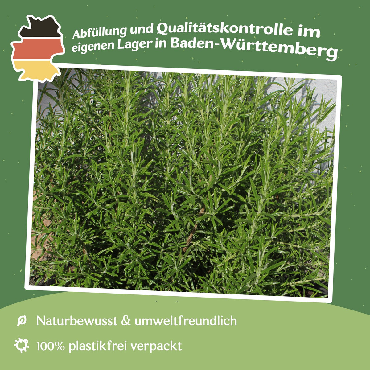 MHD 06/26 Rosmarin Samen