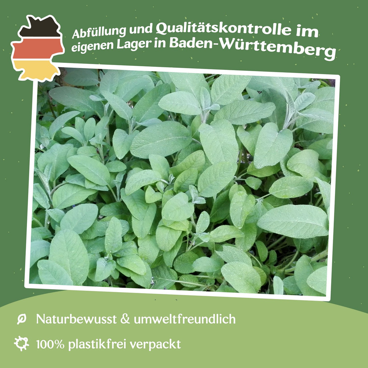 Mehrjähriger Salbei Samen, Salvia officinalis