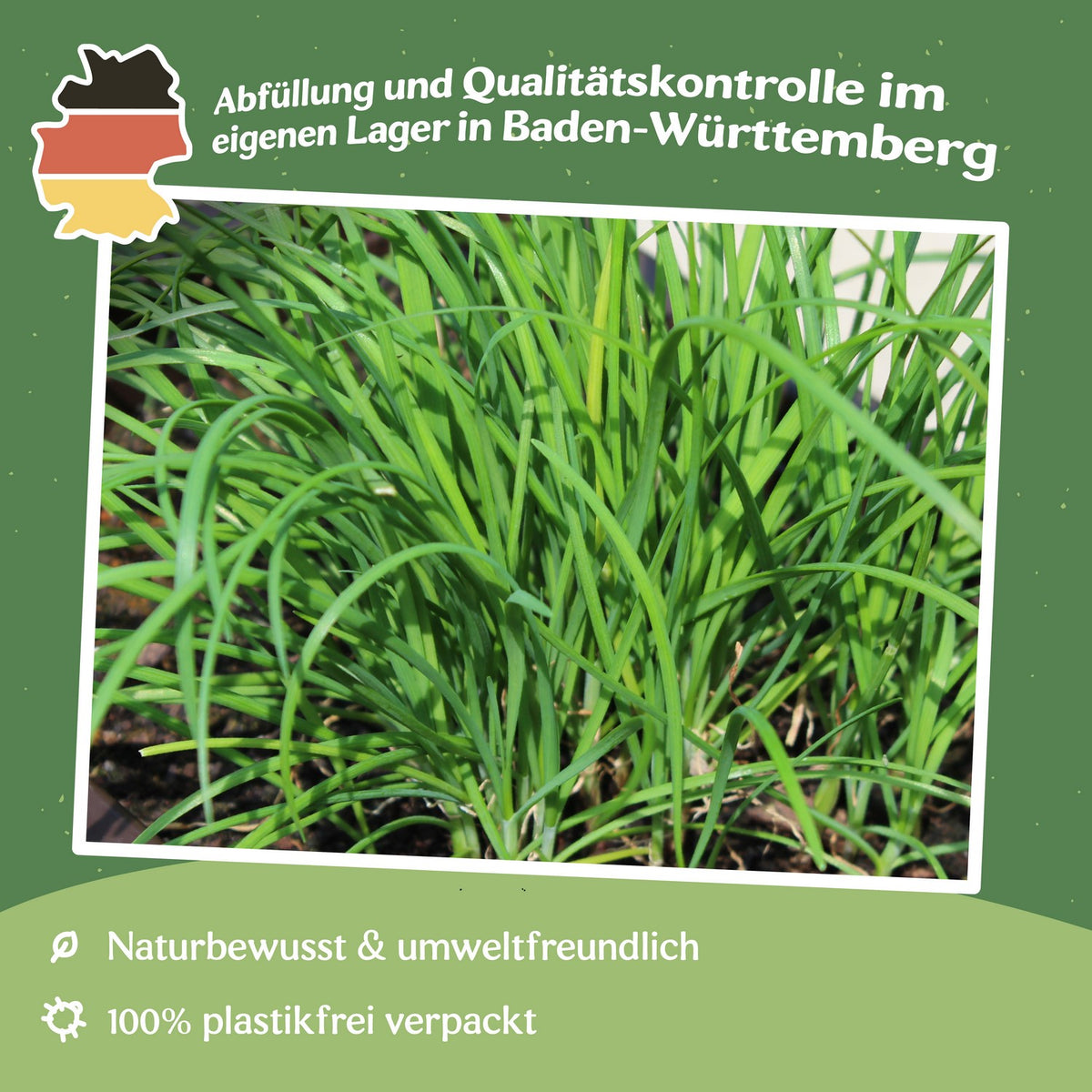 Schnittknoblauch Samen, Allium tuberosum