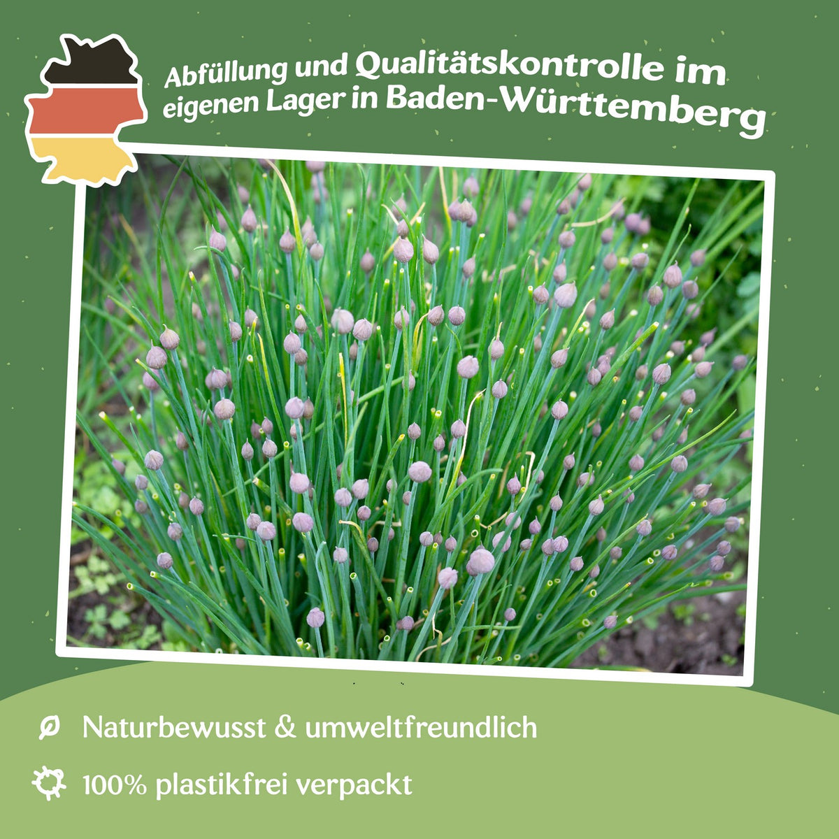 Schnittlauch Polyvert Samen