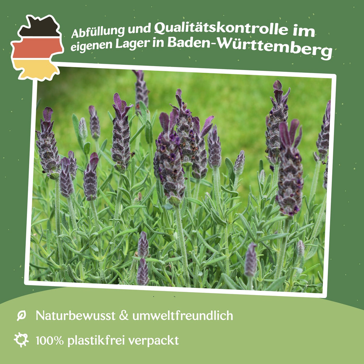 MHD 06/26 Spanischer Lavendel Samen, Lavandula stoechas ssp. pedunculata