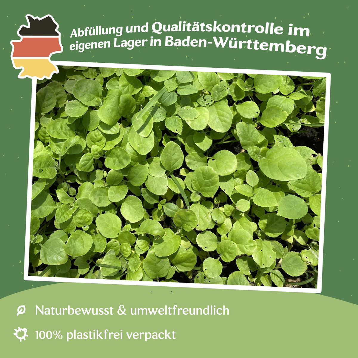 Winterportulak Clayton Cuba Samen