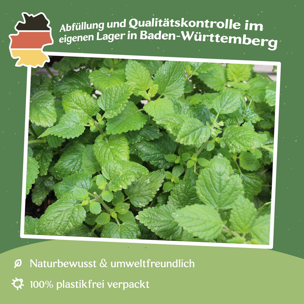 Zitronenmelisse Samen, Melissa officinalis