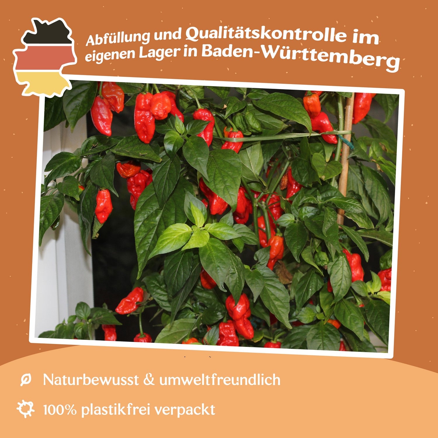 Vilma Tomatensamen