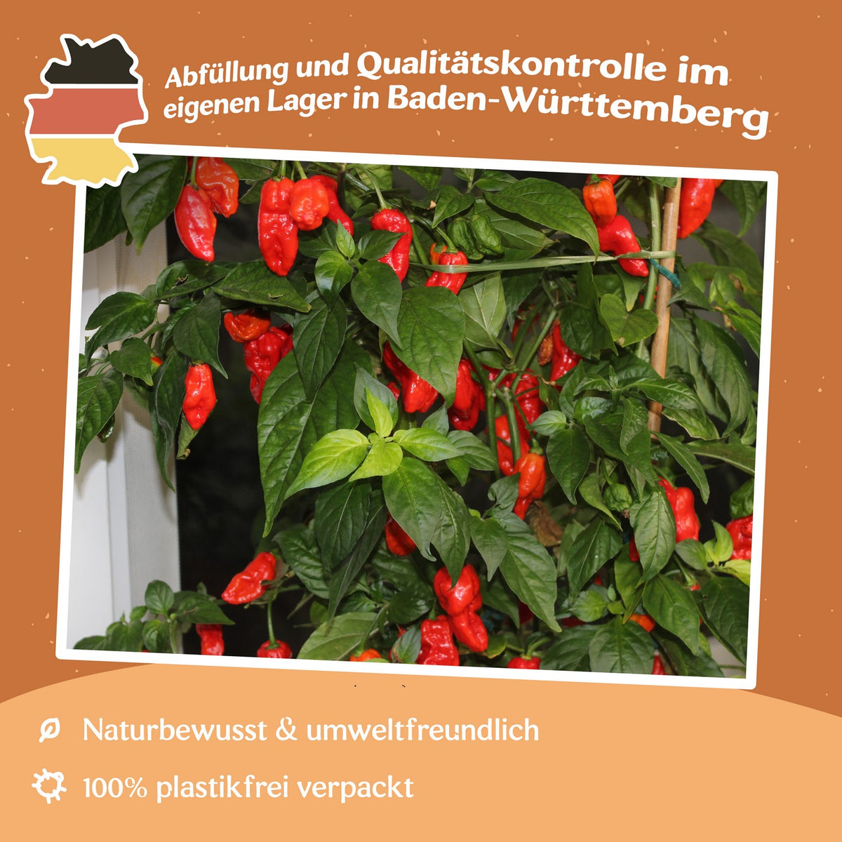Chili Bhut Jolokia Samen