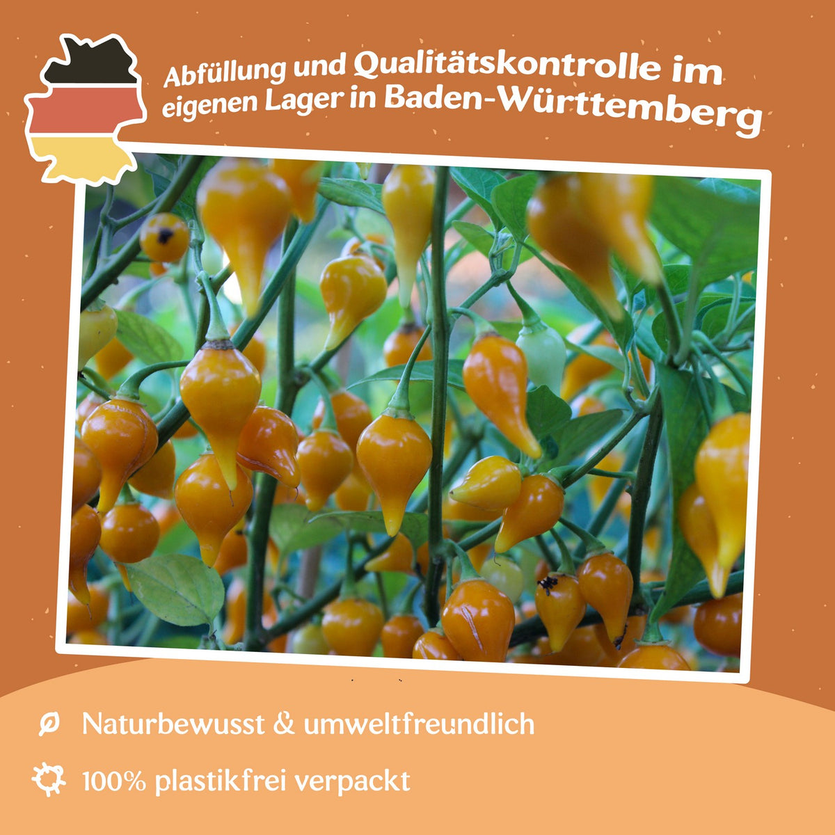 Chili Biquinho gelb Samen