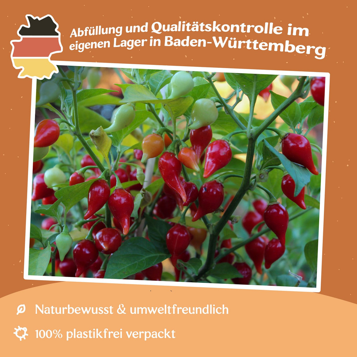 Chili Biquinho rot Samen