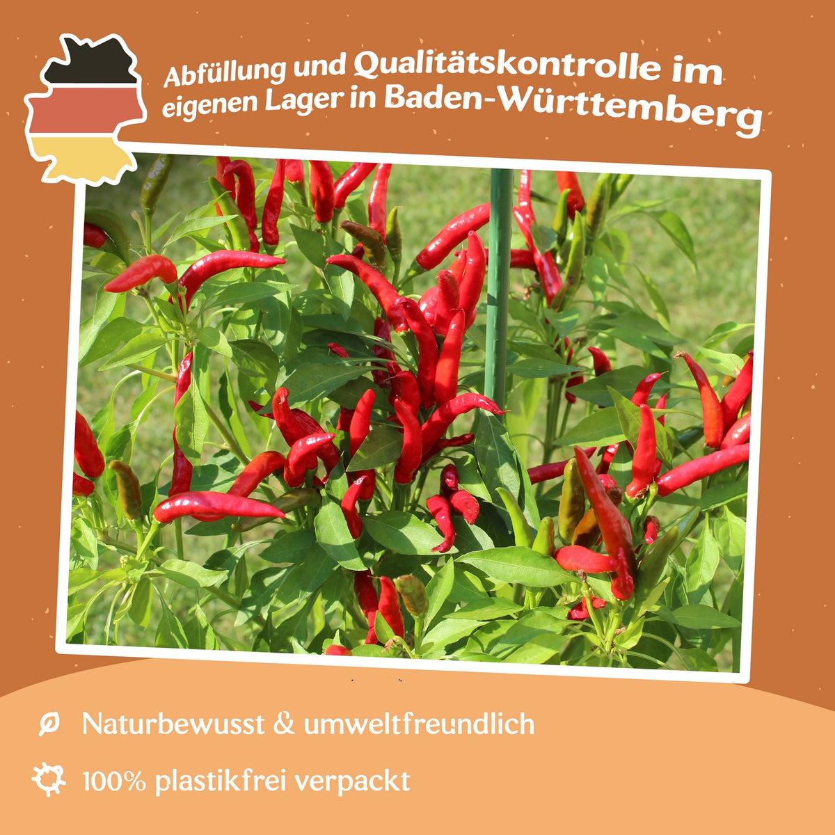 Chili Bird's Eye Samen