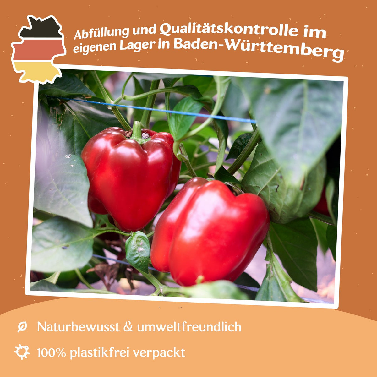 Paprika California Wonder Samen