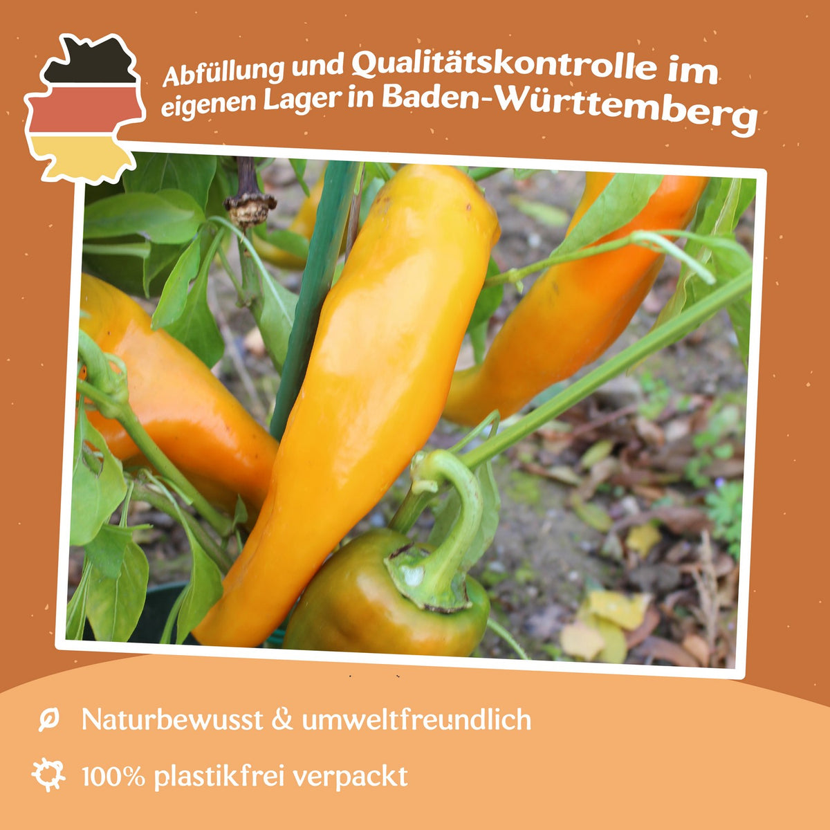 Paprika Corno di toro giallo Samen