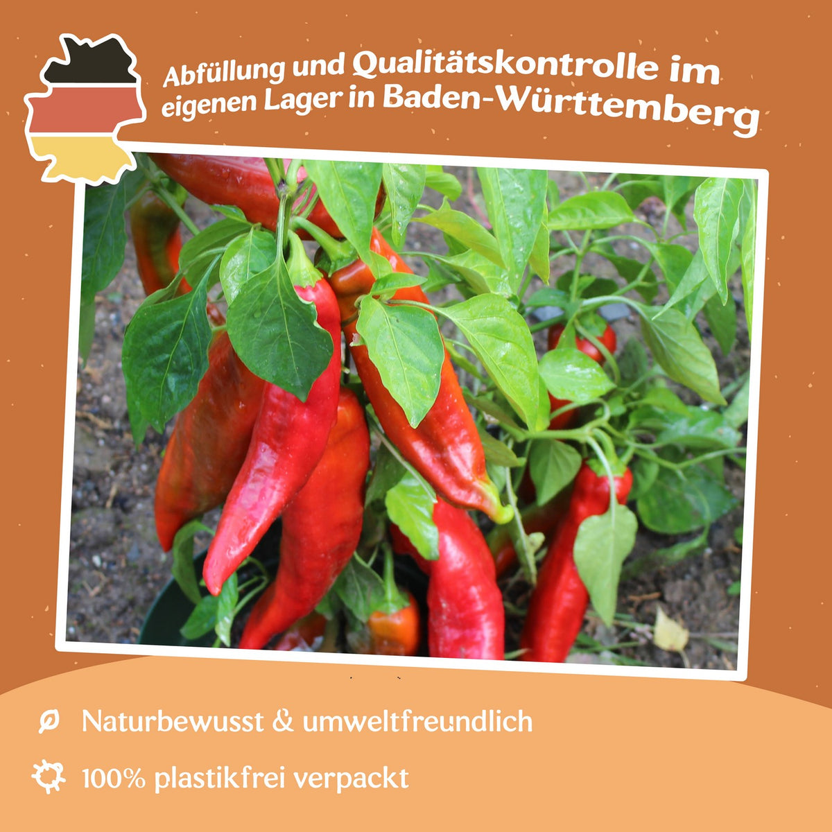 Paprika Corno di toro rosso Samen