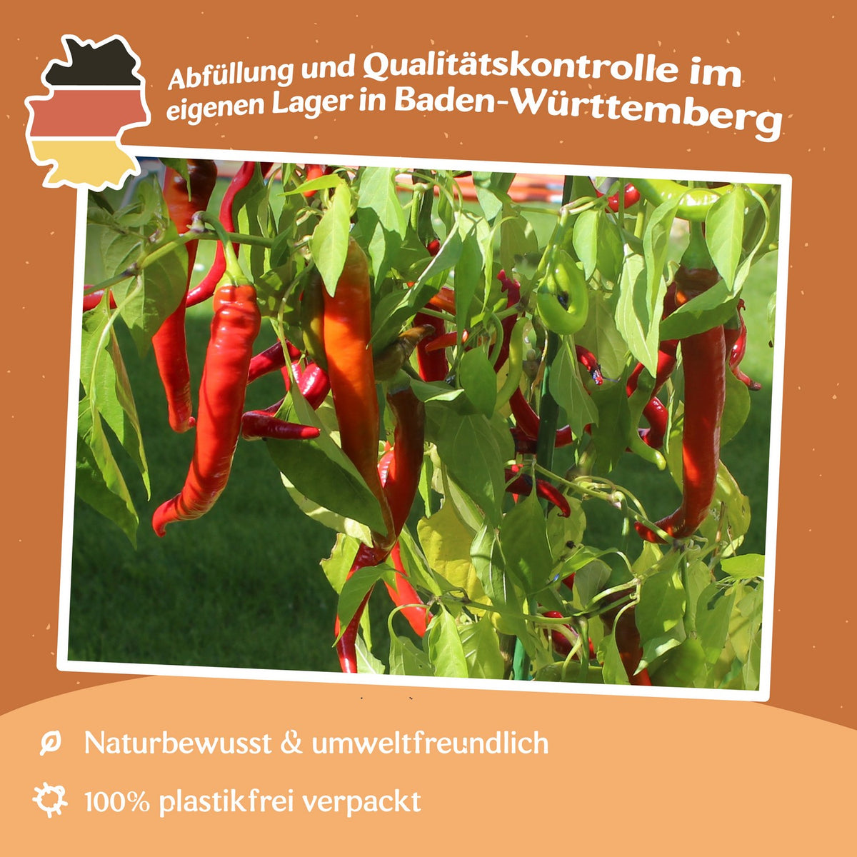 Chili Cayenne Samen