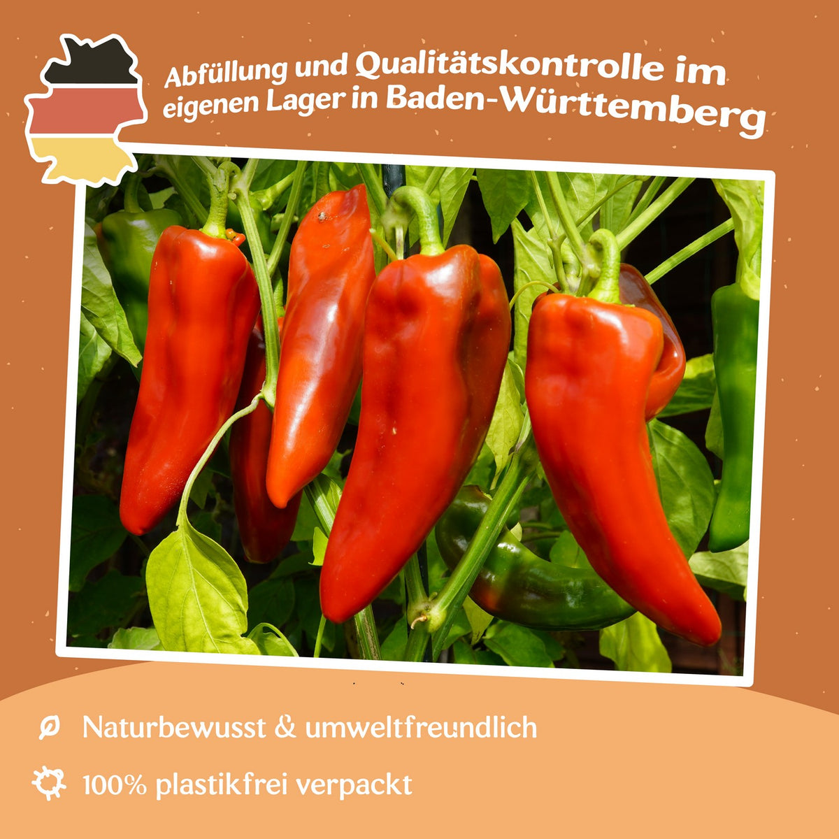 Paprika Dulce de Espana Samen