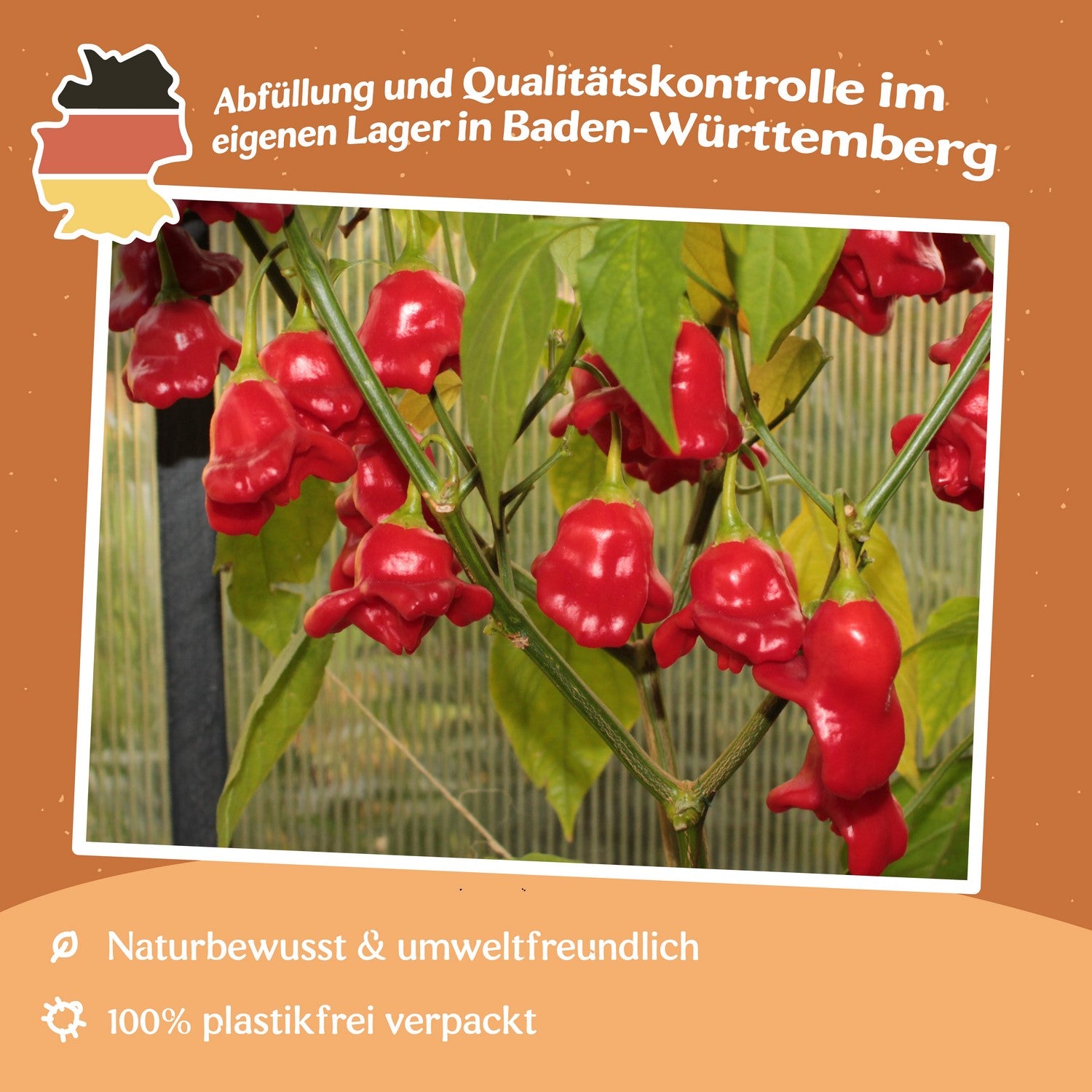Vilma Tomatensamen