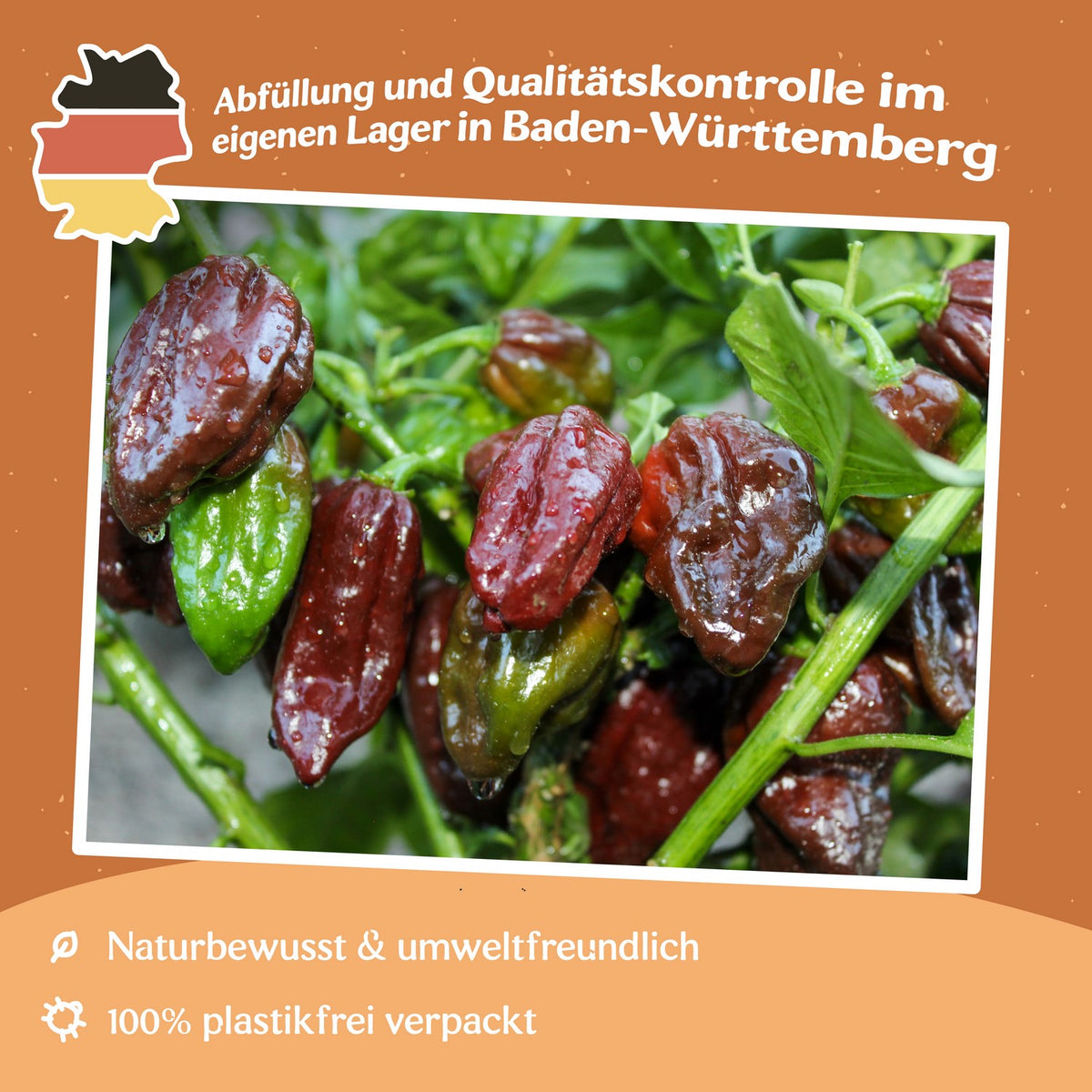 Chili Habanero Chocolate Samen