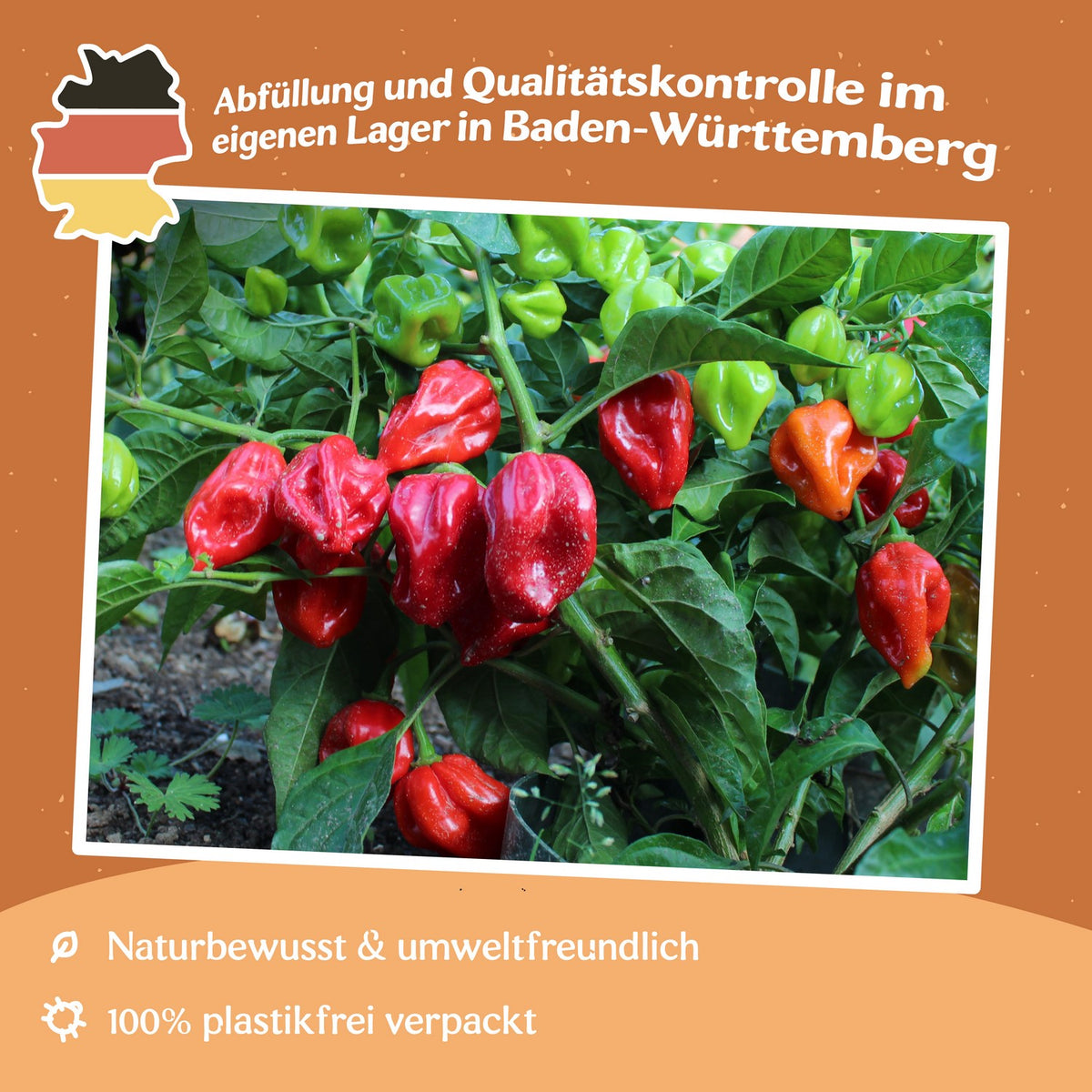 Chili Habanero rot Samen