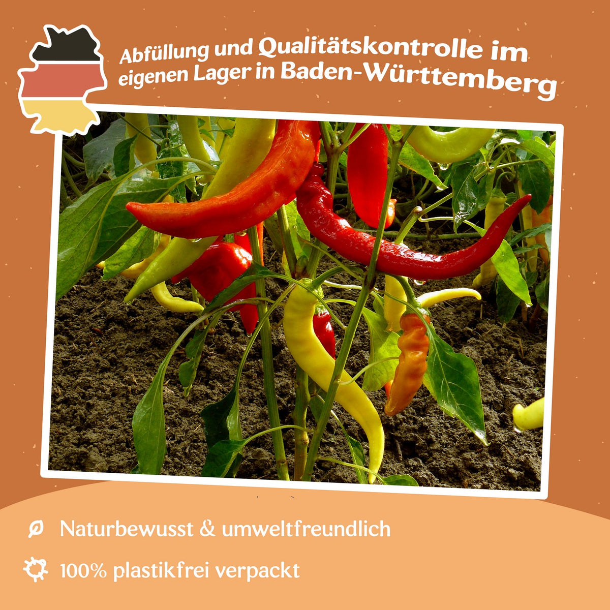 MHD 06/26 Paprika Harriet Samen