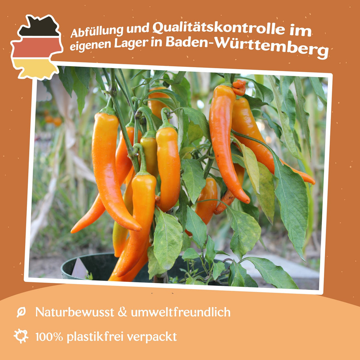 Paprika Harvey Samen