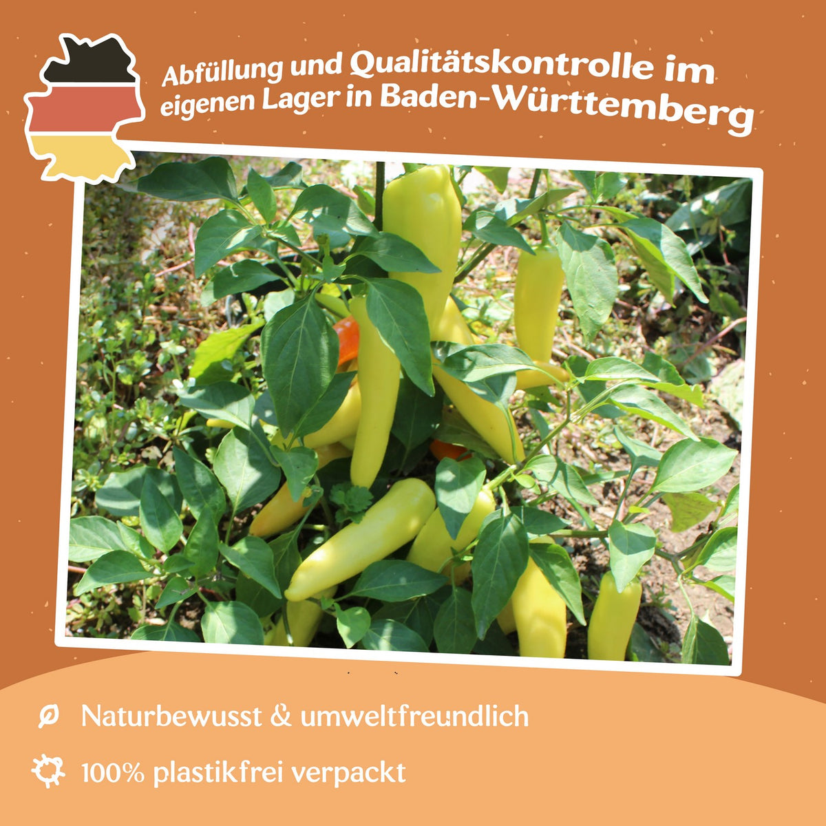 Paprika Hungarian Yellow Wax scharf Samen