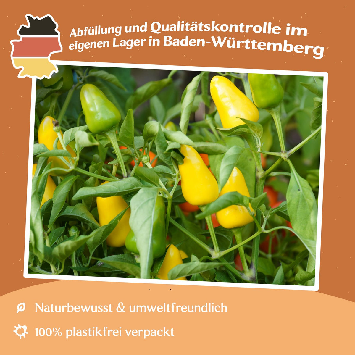 Chili Kordara Samen