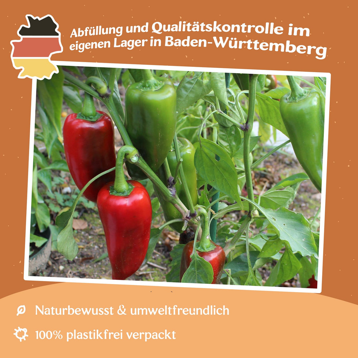 Paprika Kurtovska Kapiya Samen