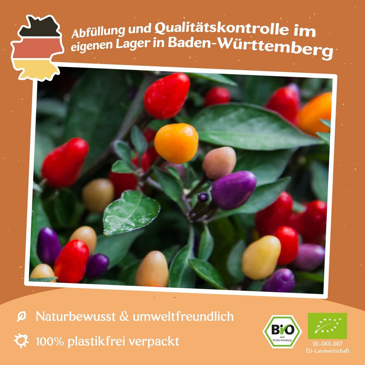 Bio-Chili Lila Luzi Samen