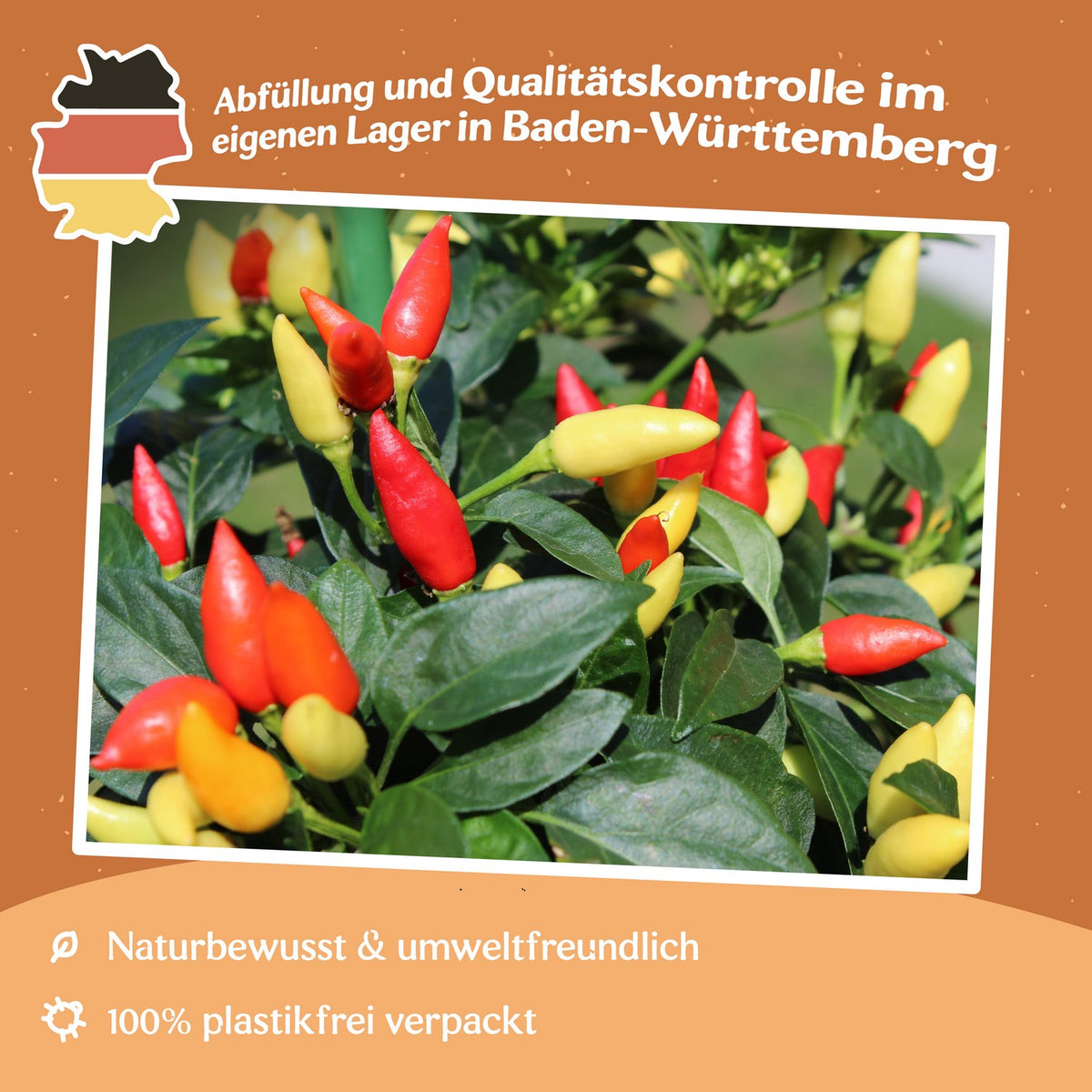 Chili Little Wonder Samen