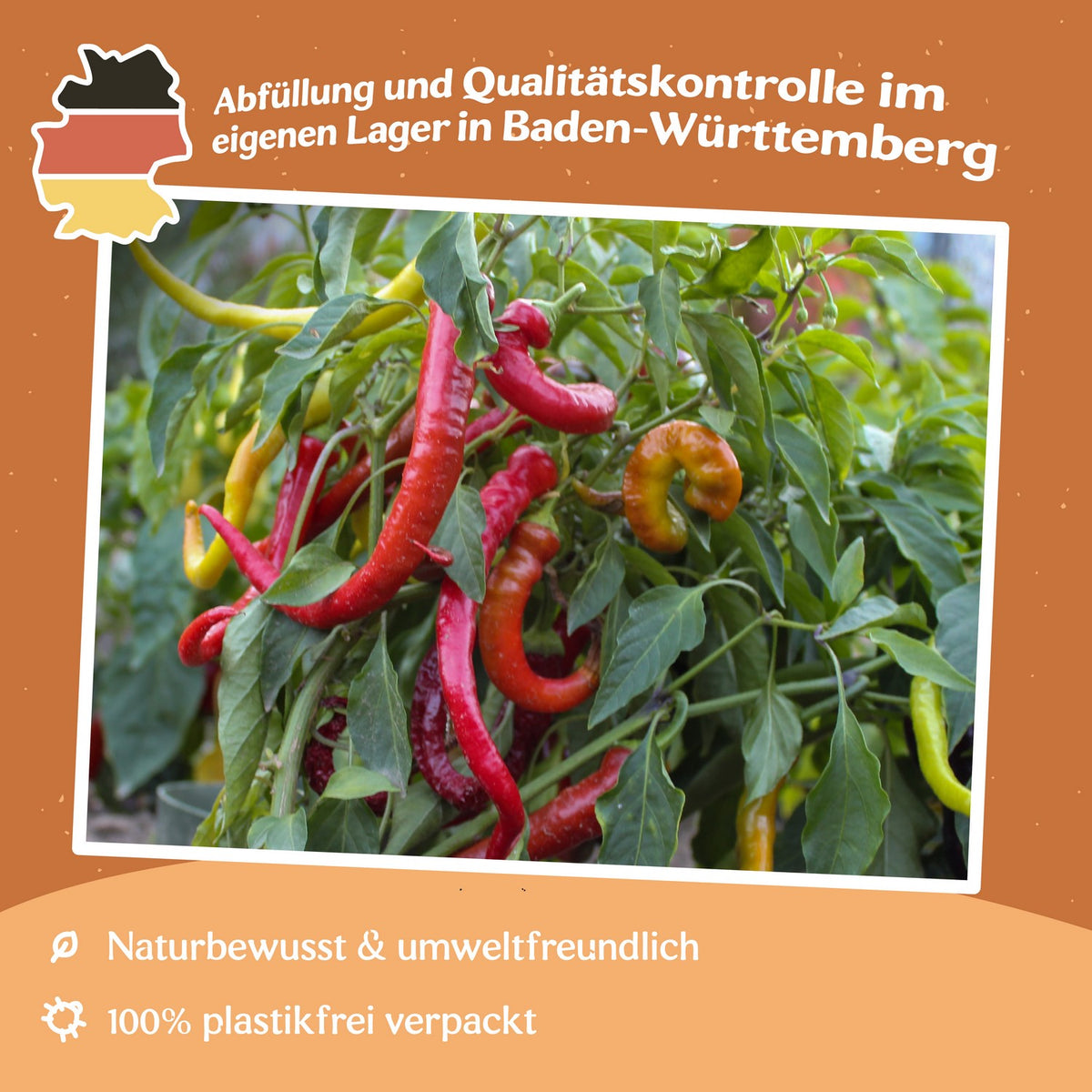 MHD 06/26 Peperoni Lombardo Samen