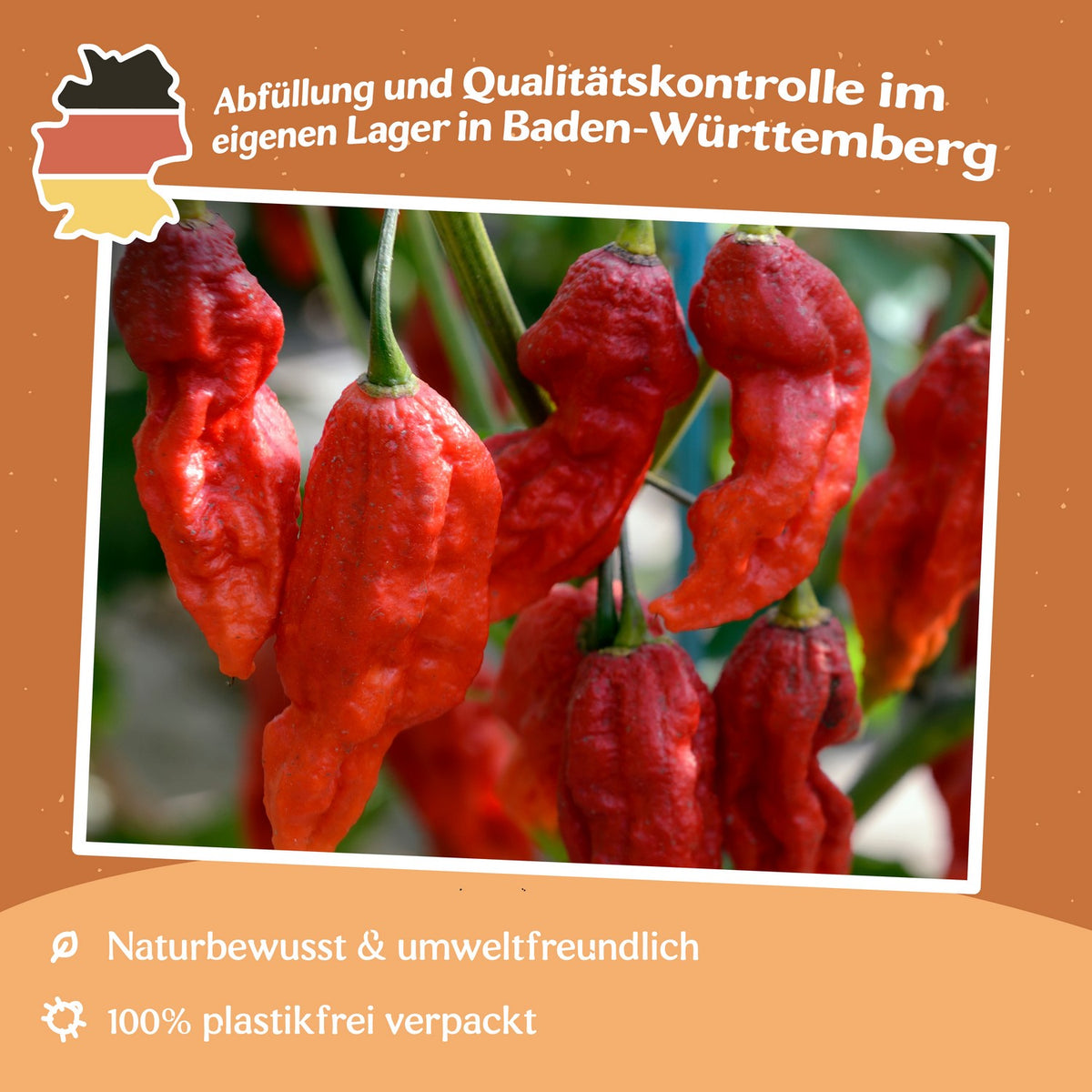 Chili Naga Morich Samen