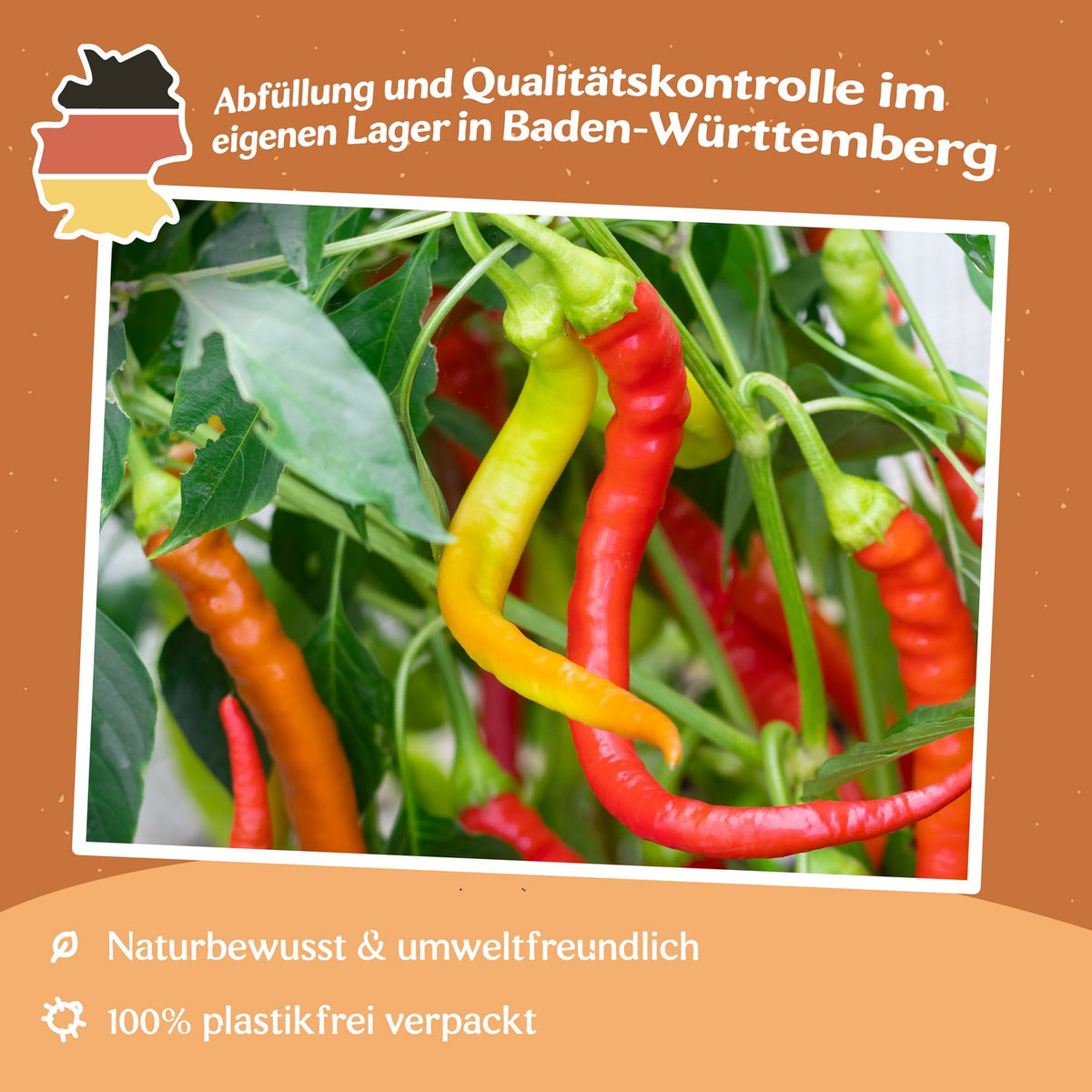 MHD 06/26 Paprika Ohnivec Samen