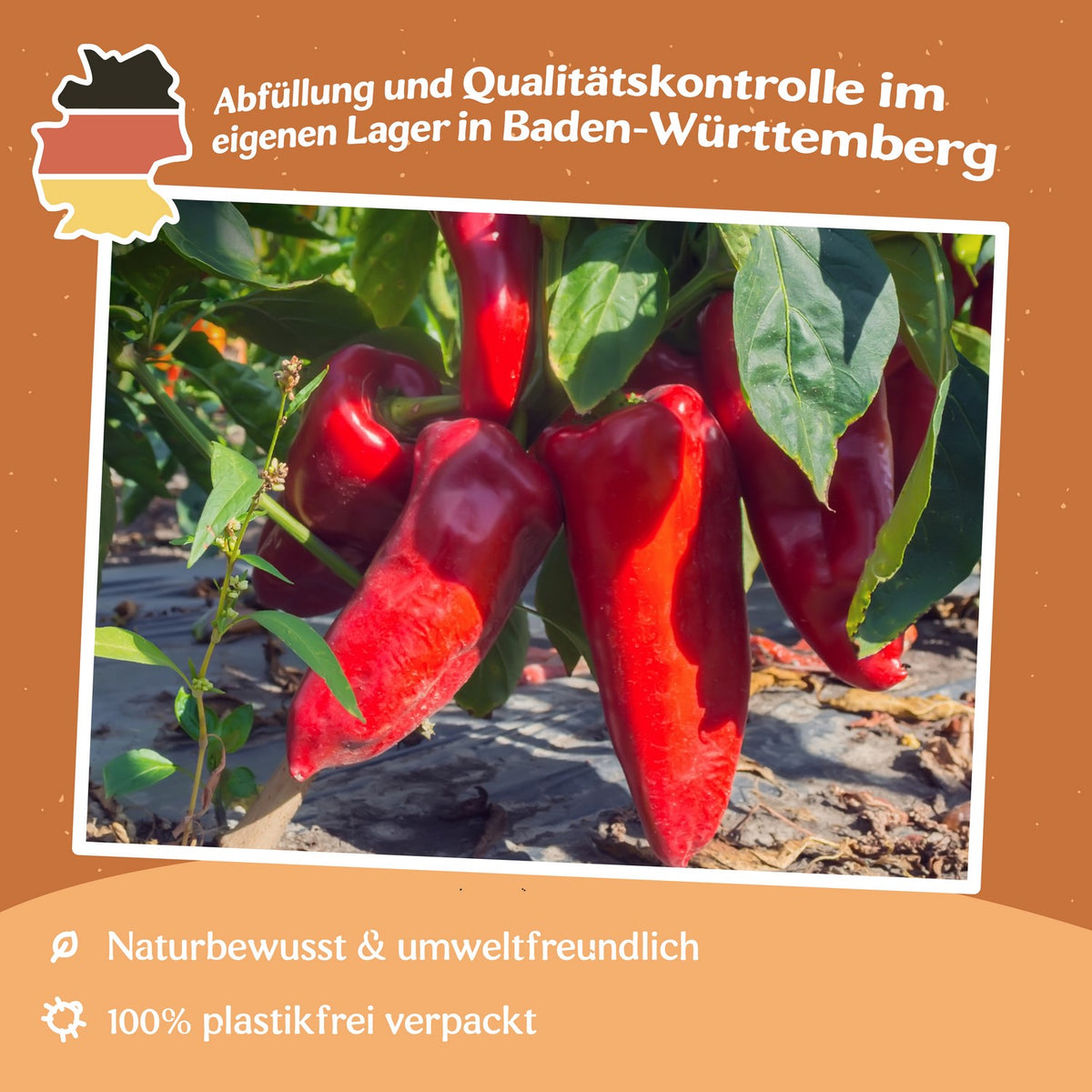 Paprika Parade Samen