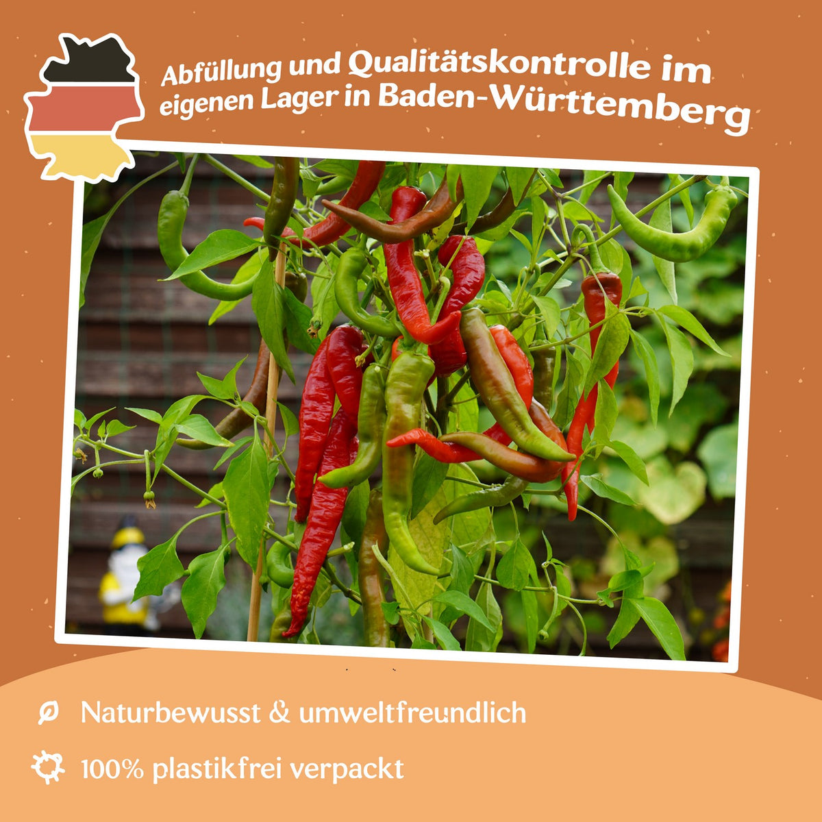 MHD 06/26 Chili Poseidon Samen