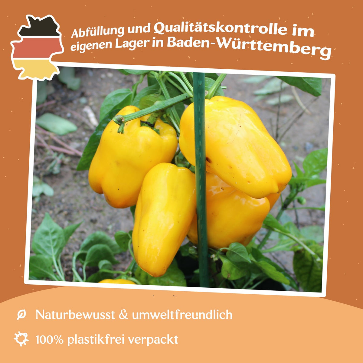 Paprika Quadrato d´Asti giallo Samen
