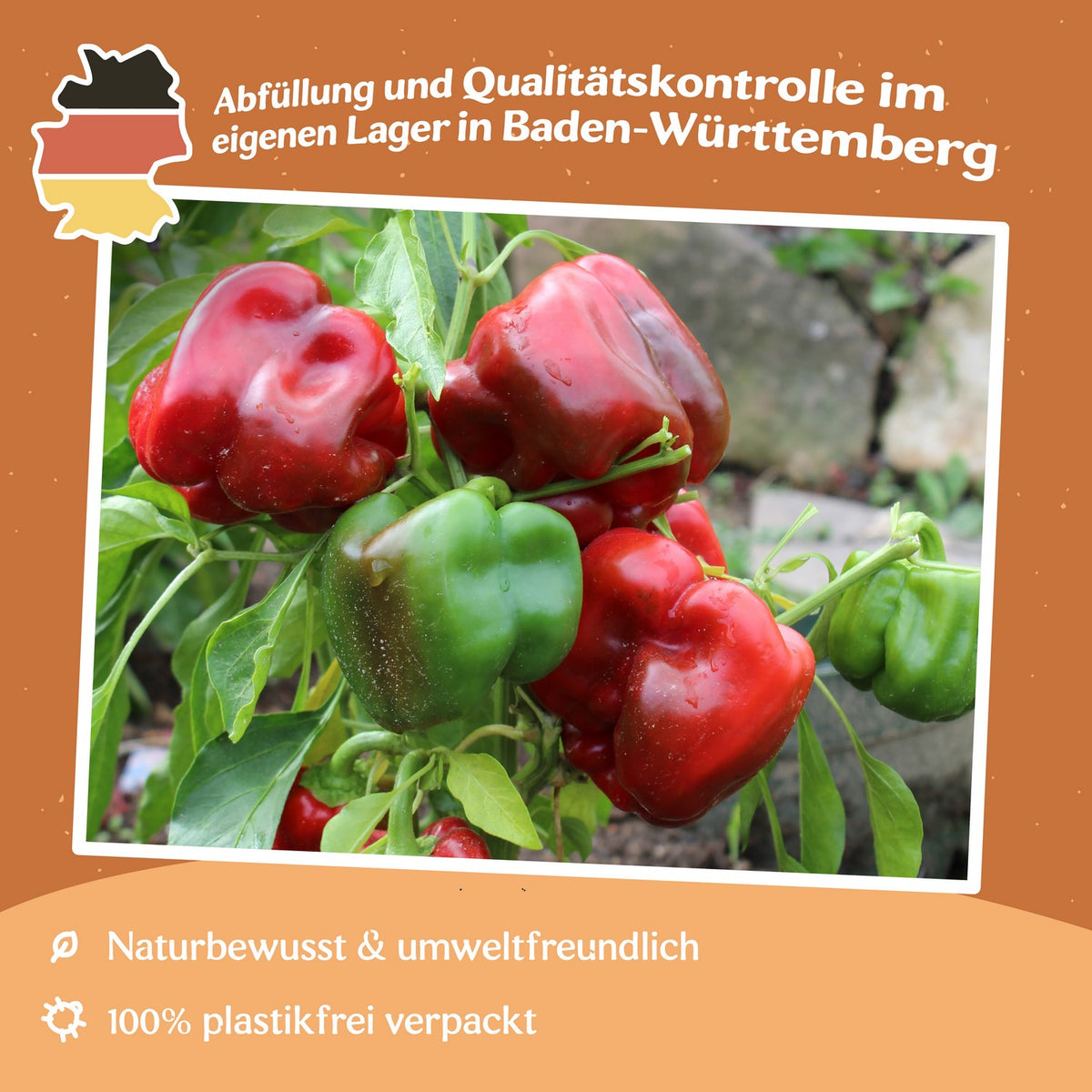 Paprika Quadrato d'Asti rosso Samen