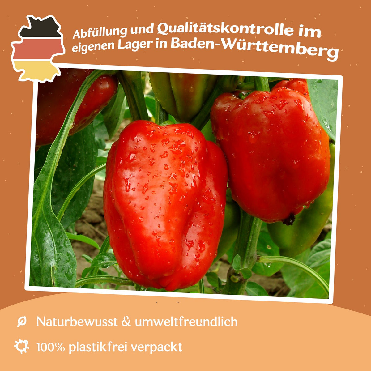 Paprika Robertina Samen