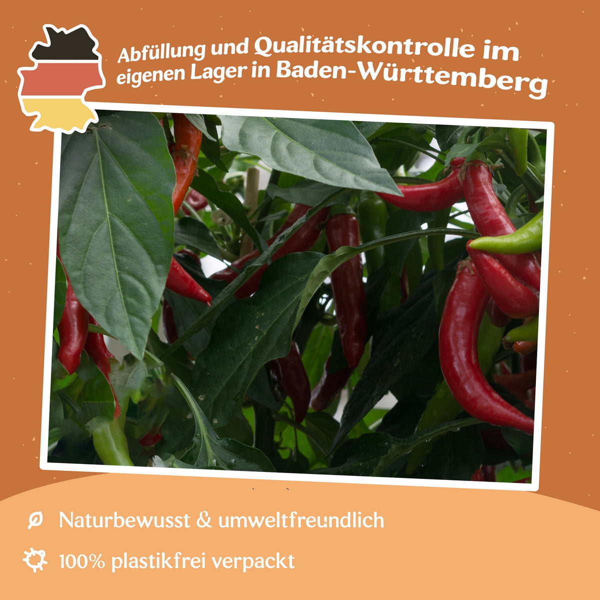 Paprika Rokita Samen