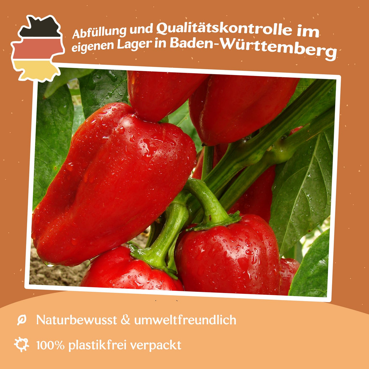 Paprika Rubinova Samen