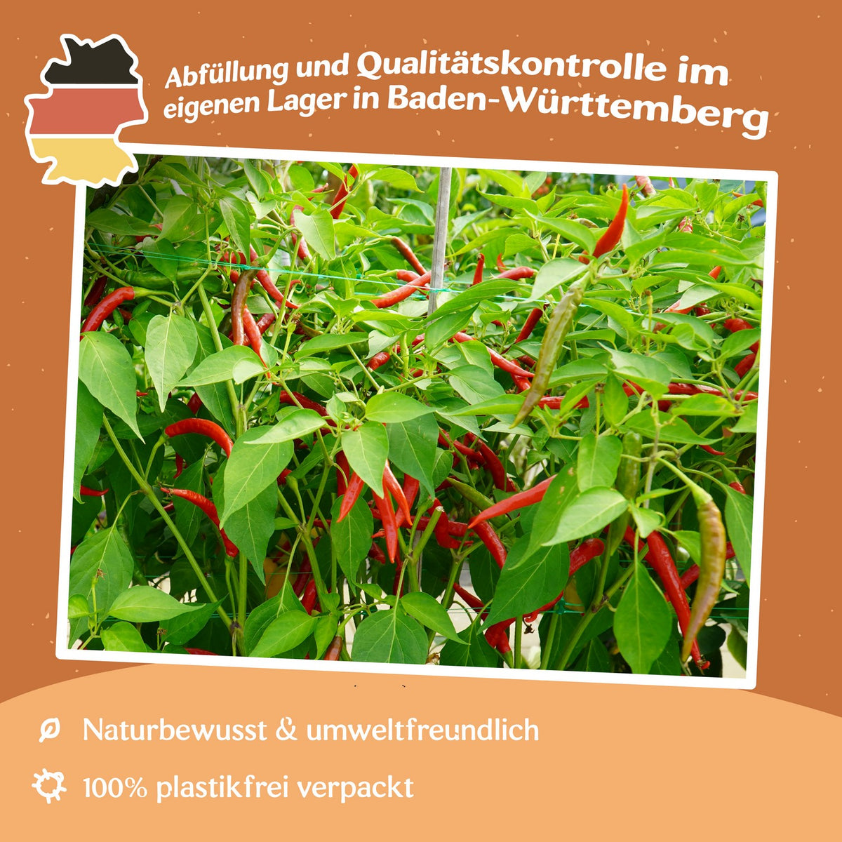 Chili Serrano Samen