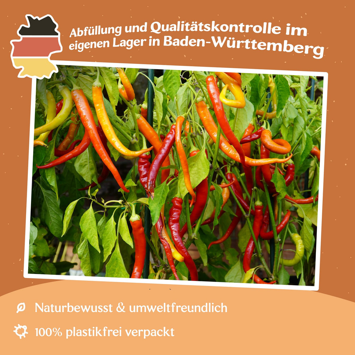 MHD 06/26 Peperoni Spiralus Samen