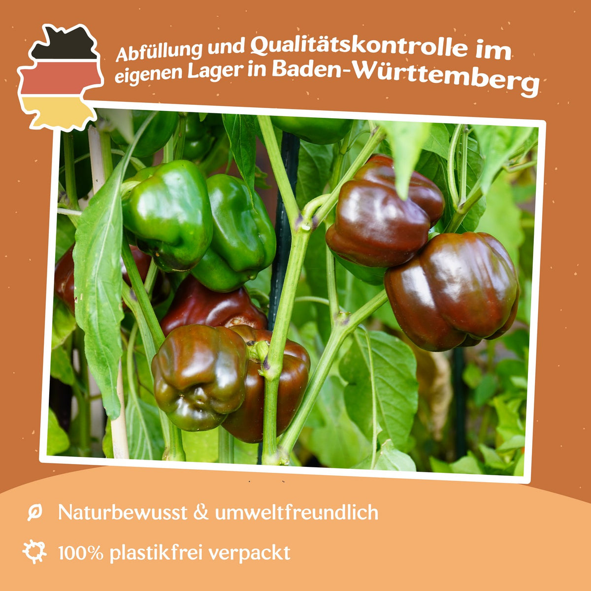 Paprika Sweet Chocolate Samen