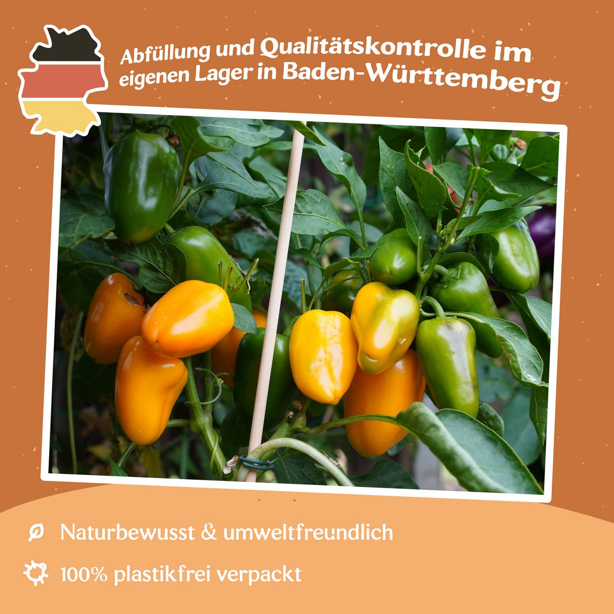 Paprika Yala Samen