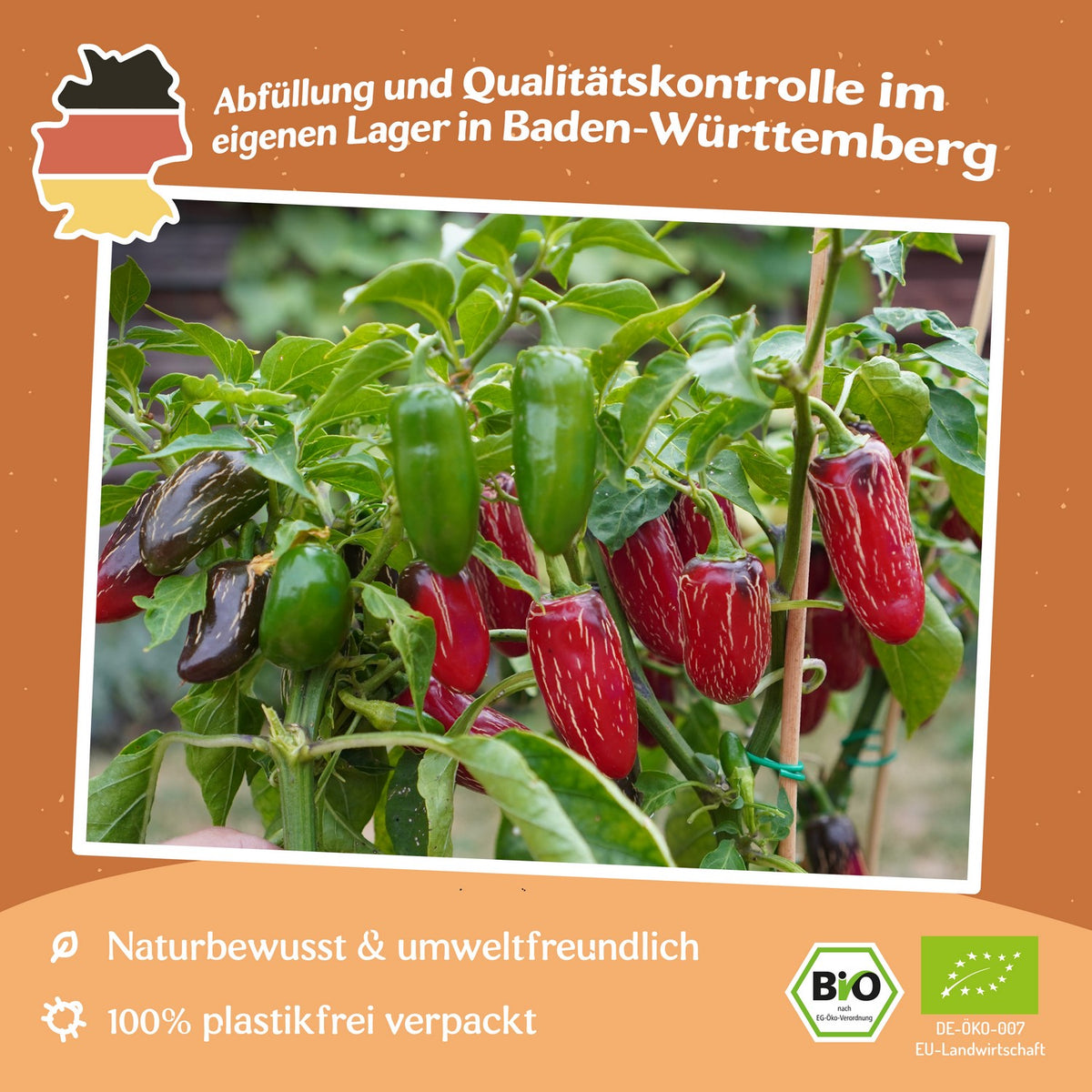 Bio-Chili Jalapeno M Samen