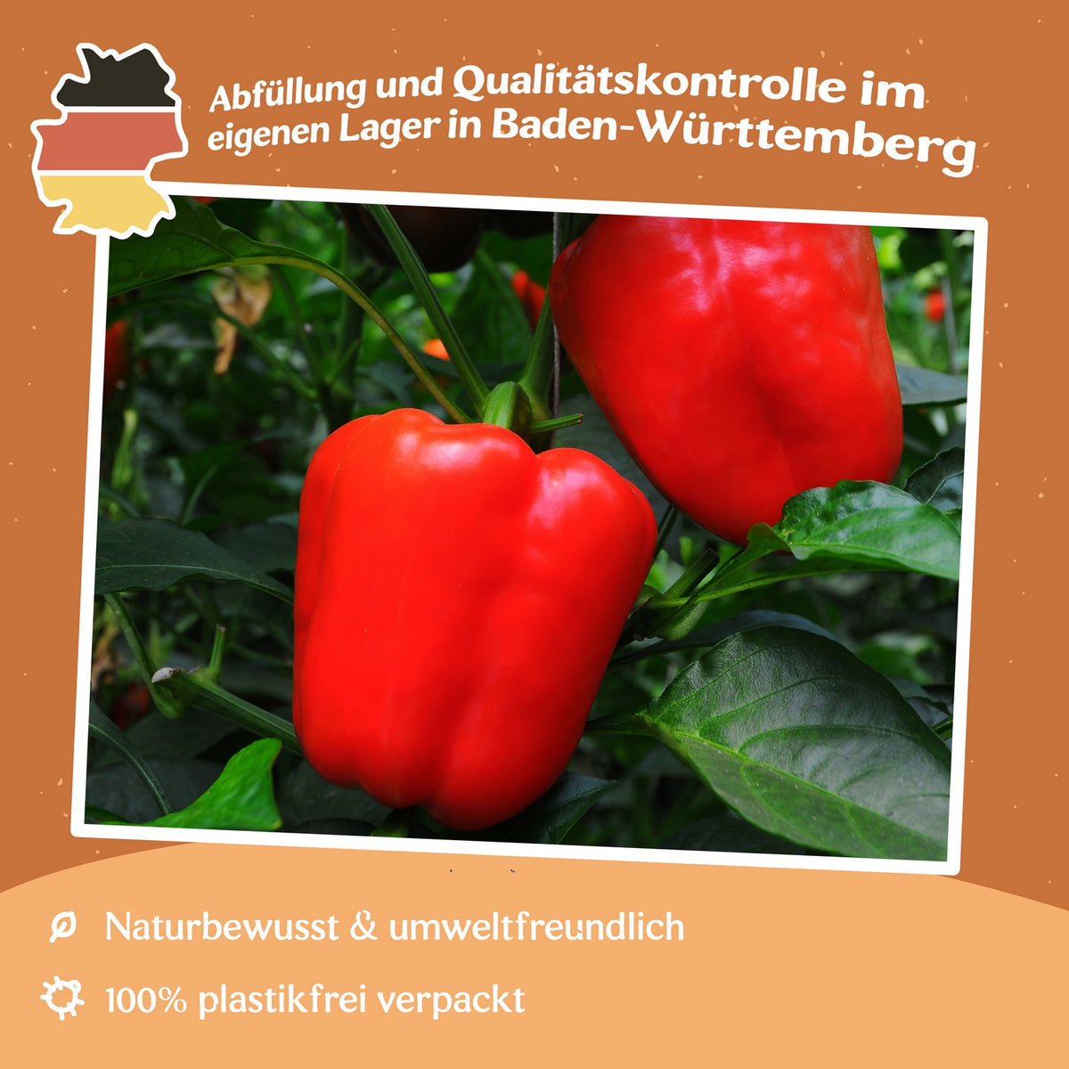 Paprika Neusiedler Ideal Samen