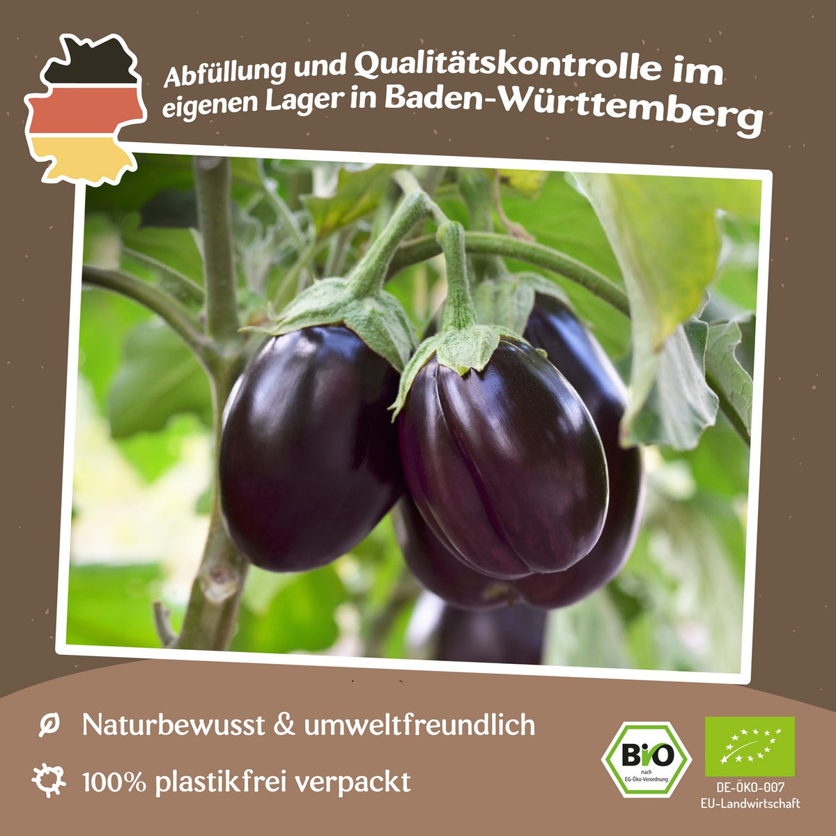 Bio-Aubergine Benarys Blaukönigin Samen
