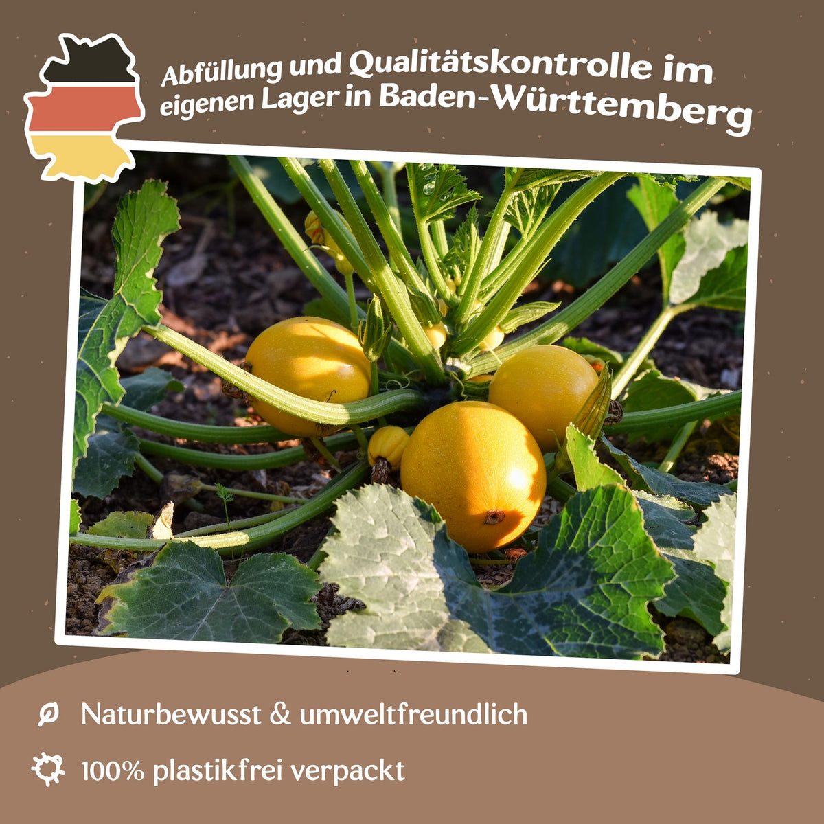 Zucchini Midas F1 Samen
