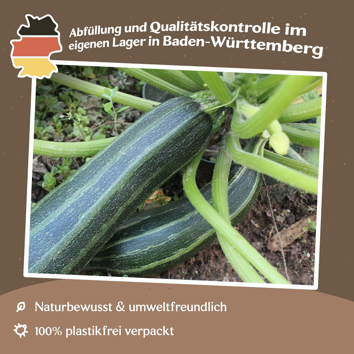 Zucchini Coucourzelle Samen