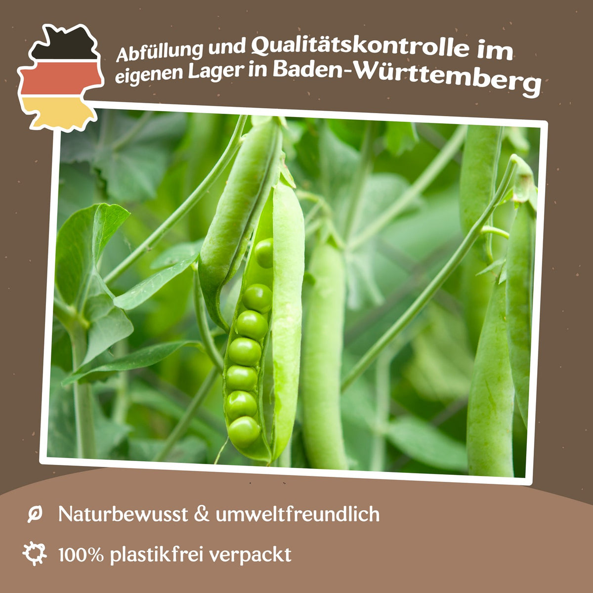 Schalerbse Frühe Harzerin Samen